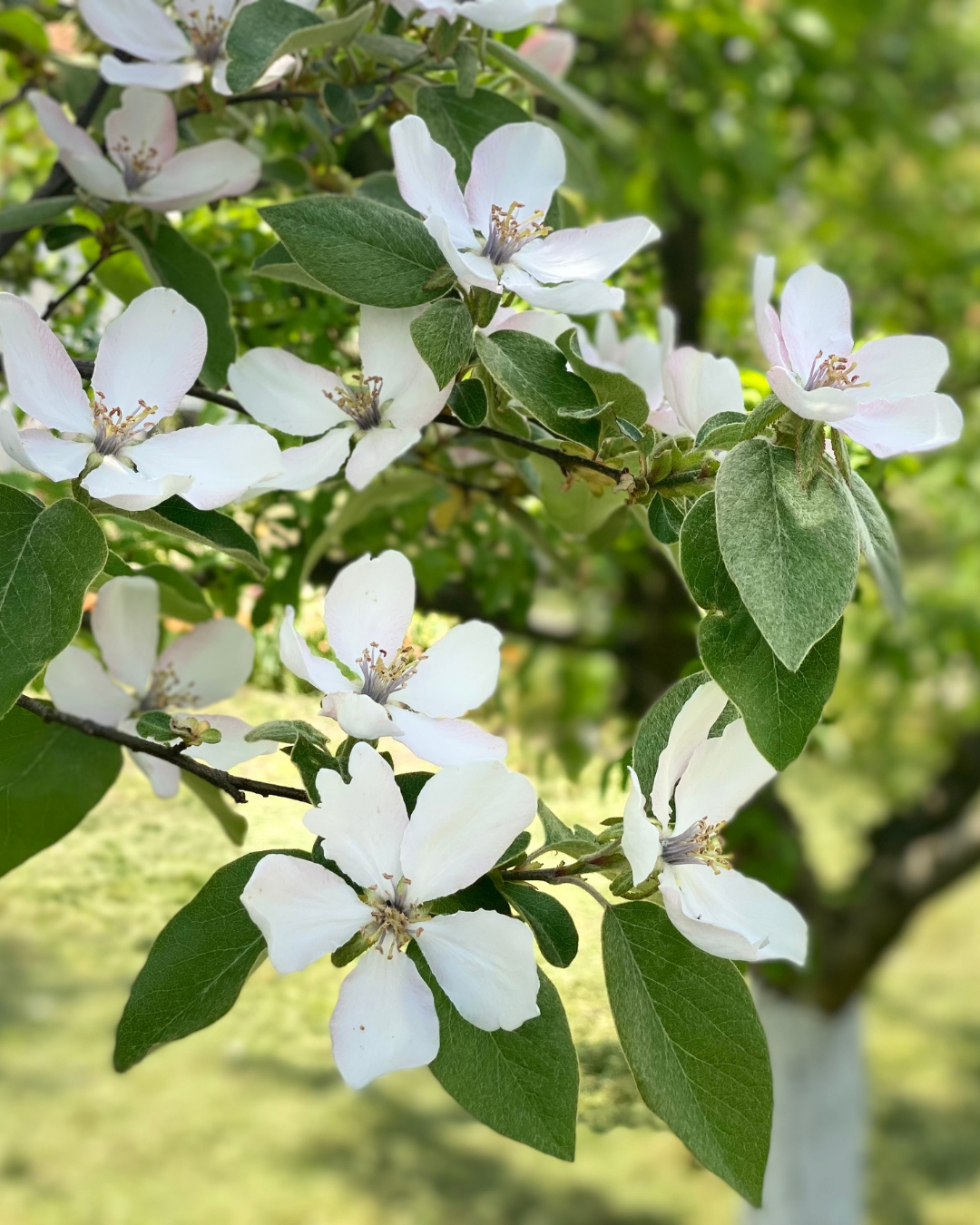 Cydonia oblonga ‘Smyrna’ – Smyrna Quince