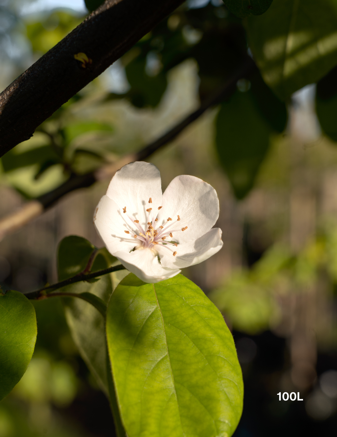 Cydonia oblonga ‘Smyrna’ – Smyrna Quince - Evergreen Trees Direct