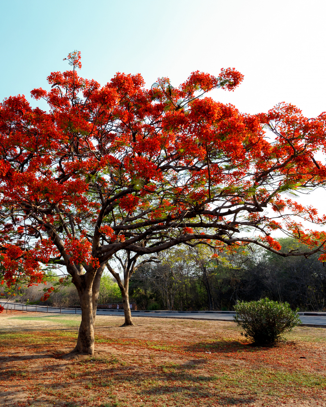 Delonix regia – Flame Tree / Poinciana