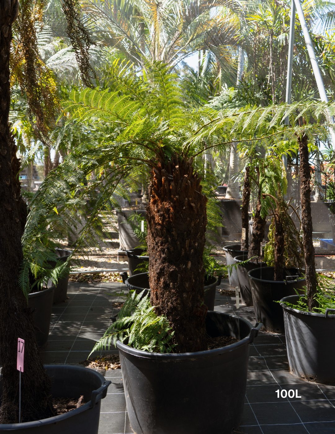 Dicksonia antarctica – Soft Tree Fern