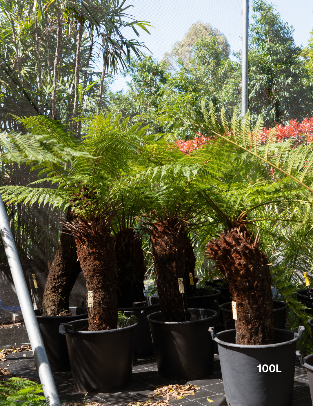Dicksonia antarctica – Soft Tree Fern