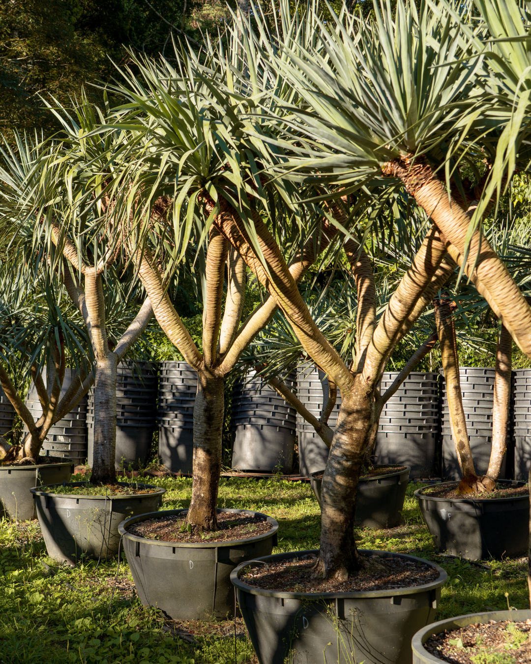 Dracaena draco – Dragon Tree
