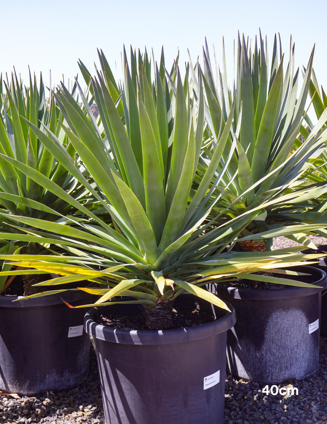 Dracaena draco (Dragon Tree) - Evergreen Trees Direct
