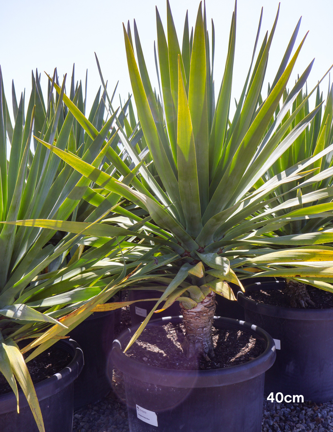 Dracaena draco (Dragon Tree) - Evergreen Trees Direct