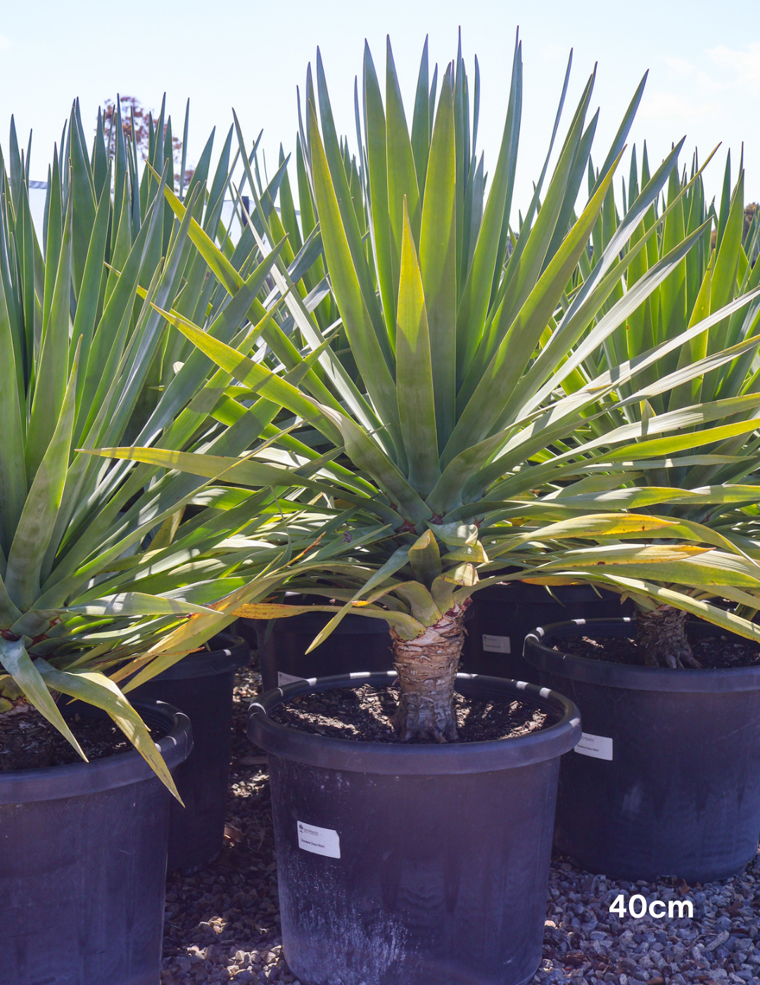 Dracaena draco (Dragon Tree) - Evergreen Trees Direct