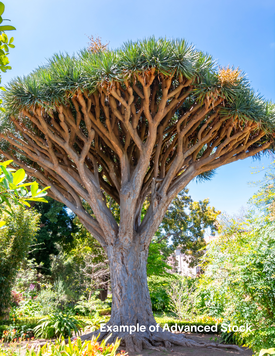 Dracaena draco (Dragon Tree) - Evergreen Trees Direct