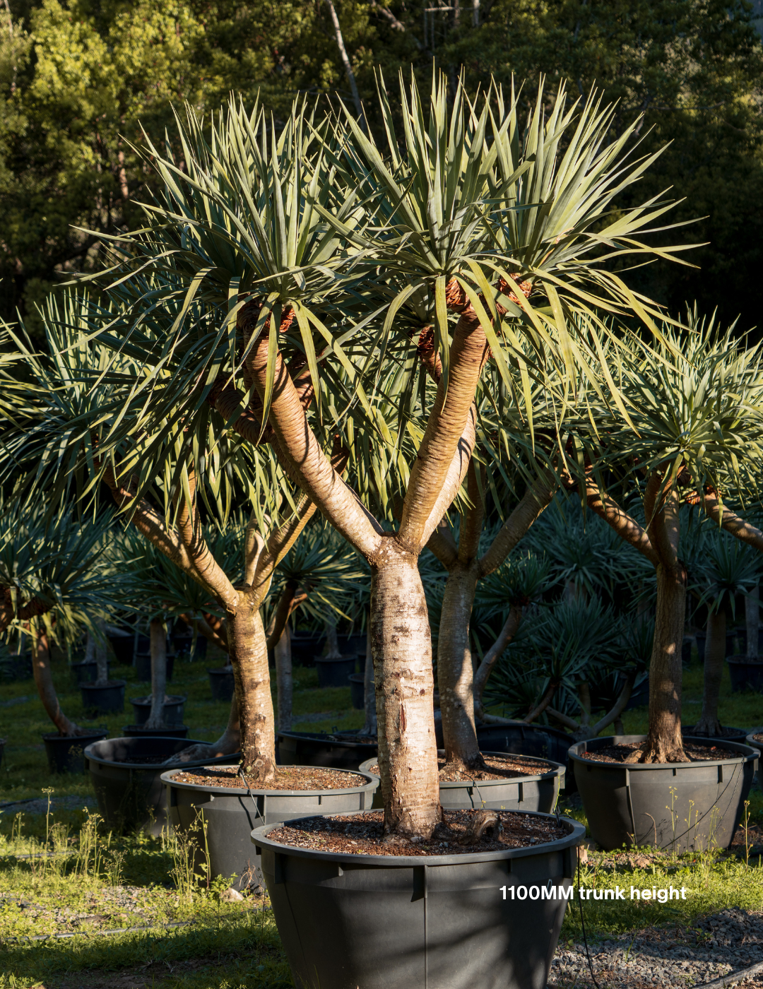 Dracaena draco – Dragon Tree