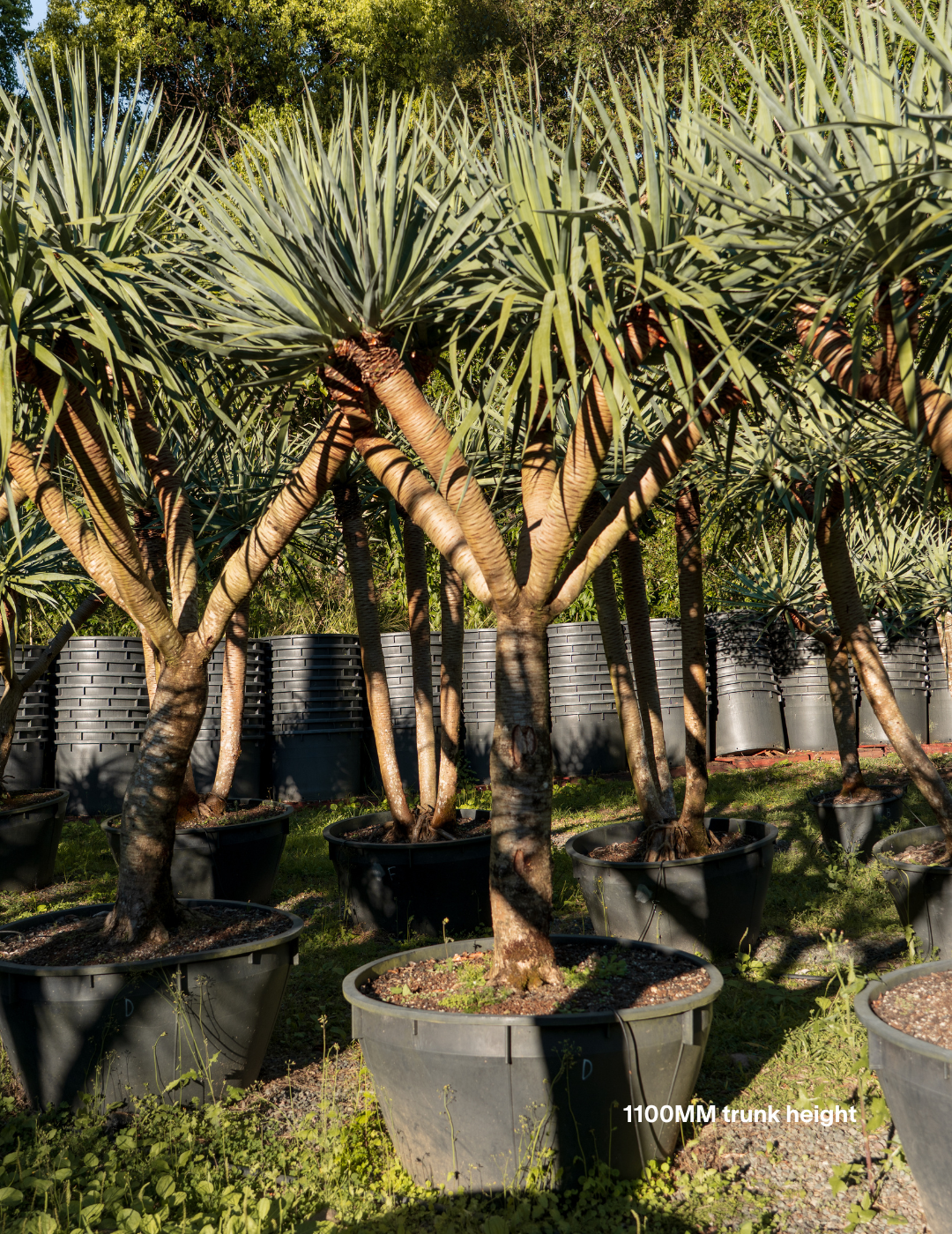 Dracaena draco – Dragon Tree