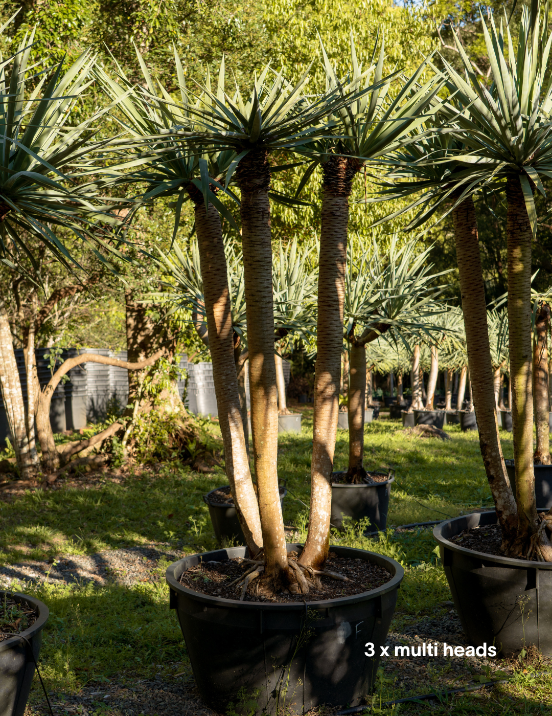 Dracaena draco – Dragon Tree