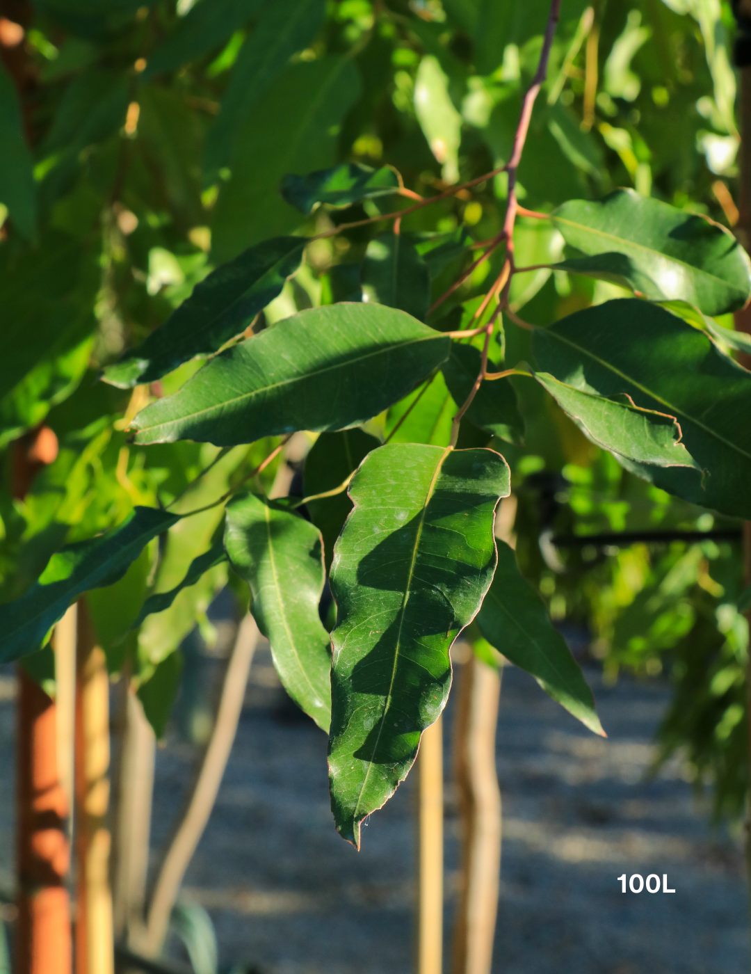 Eucalyptus Grandis - Flooded Gum - Evergreen Trees Direct