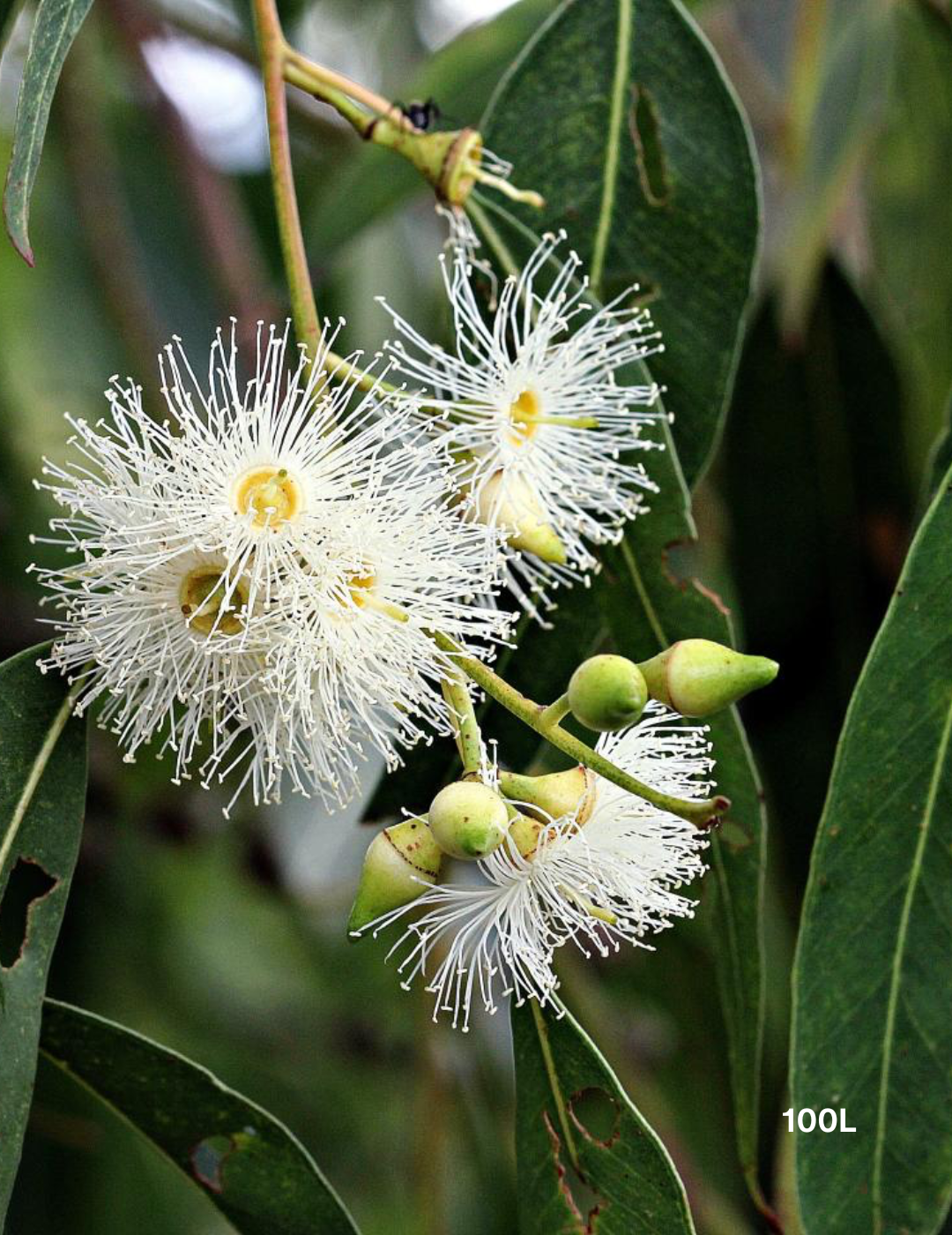 Eucalyptus Grandis - Flooded Gum - Evergreen Trees Direct