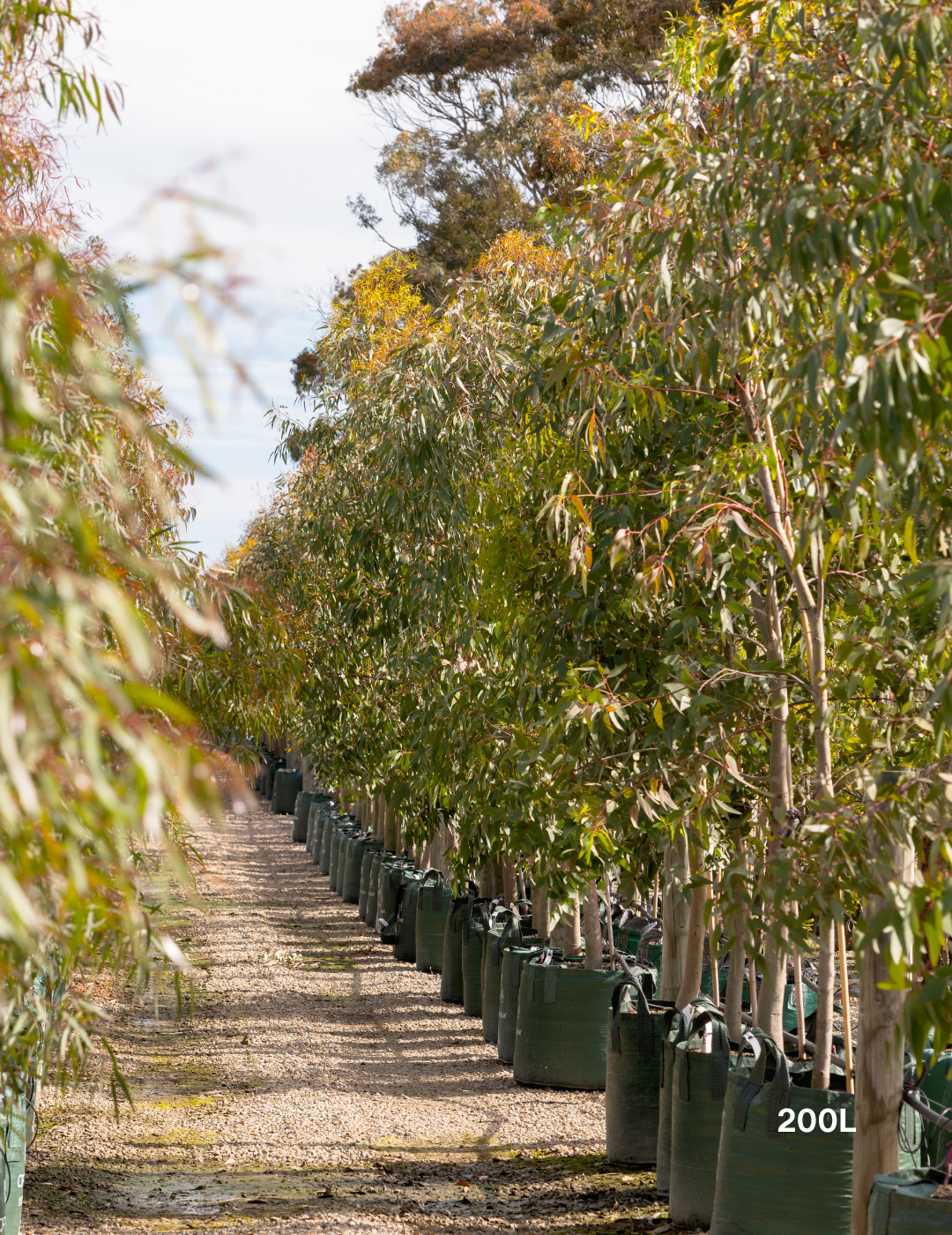 Eucalyptus leucoxylon 'Rosea' (Pink Flowering Yellow Gum) - Evergreen Trees Direct