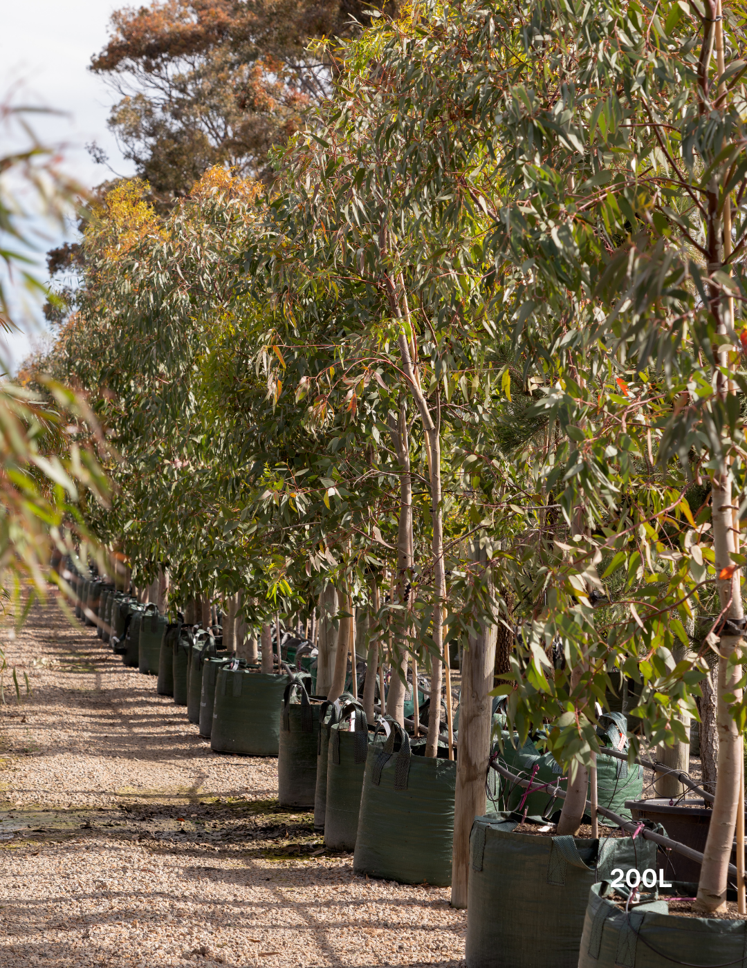 Eucalyptus leucoxylon 'Rosea' (Pink Flowering Yellow Gum) - Evergreen Trees Direct