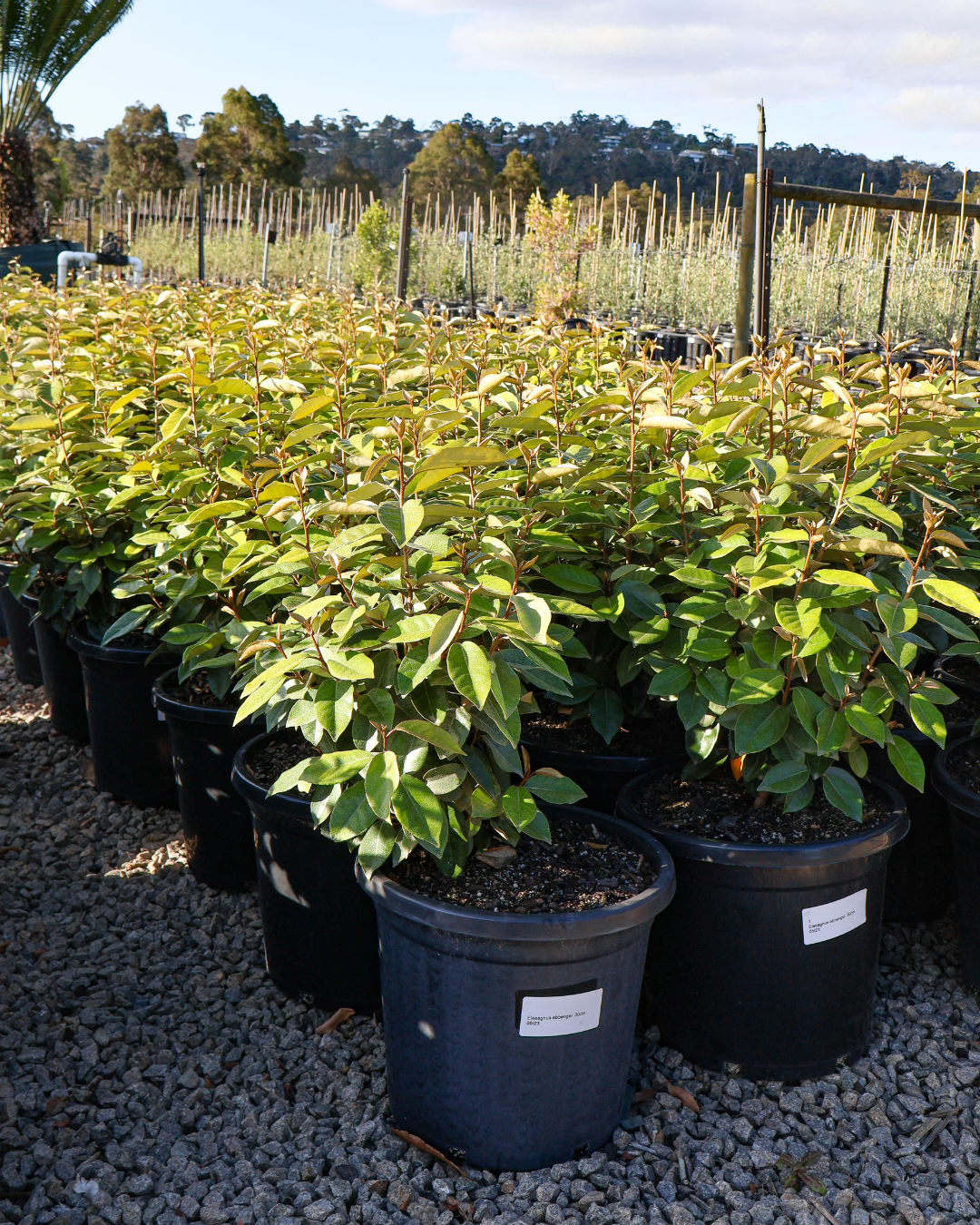 Elaeagnus ebbingei Silverberry