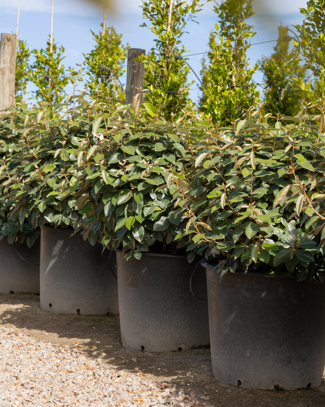 Elaeagnus × ebbingei balls