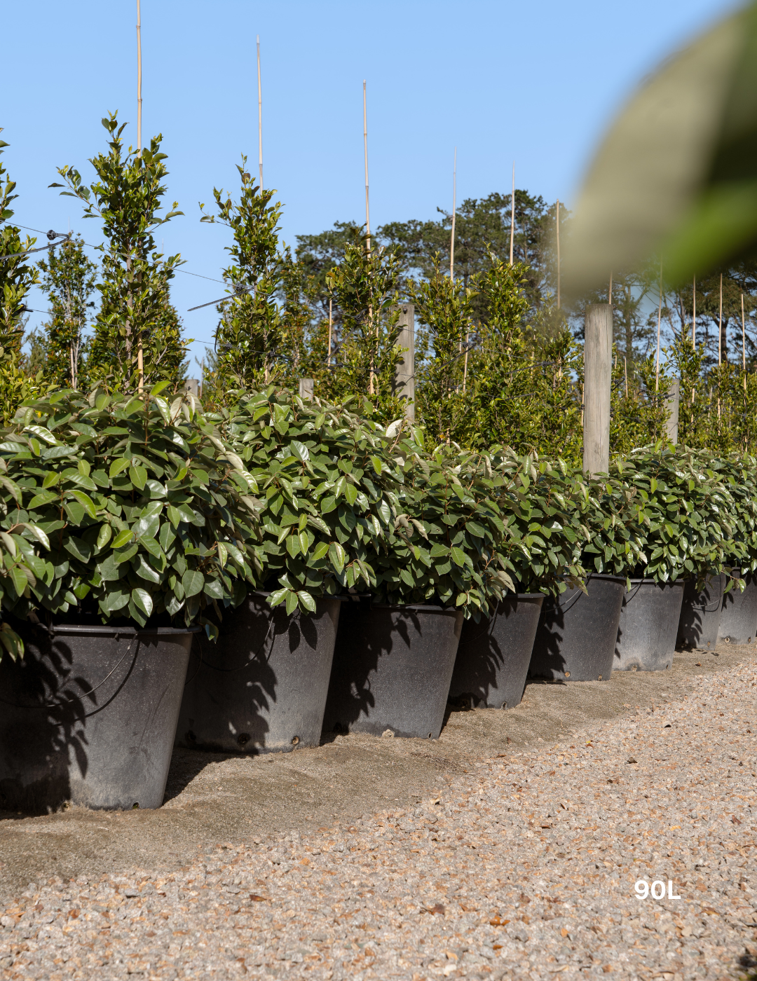 Elaeagnus × ebbingei balls - Evergreen Trees Direct