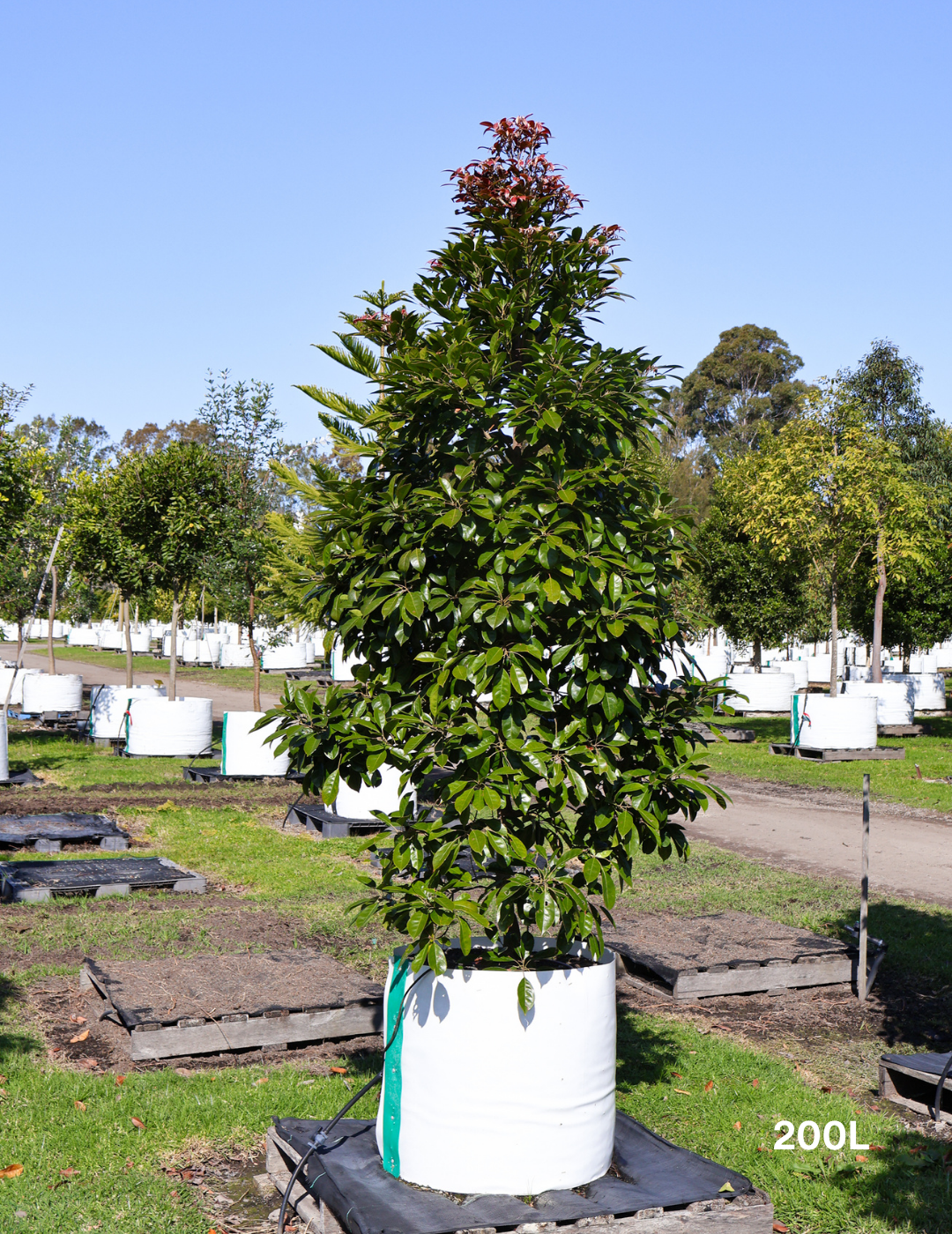 Elaeocarpus Eumundi - Evergreen Trees Direct