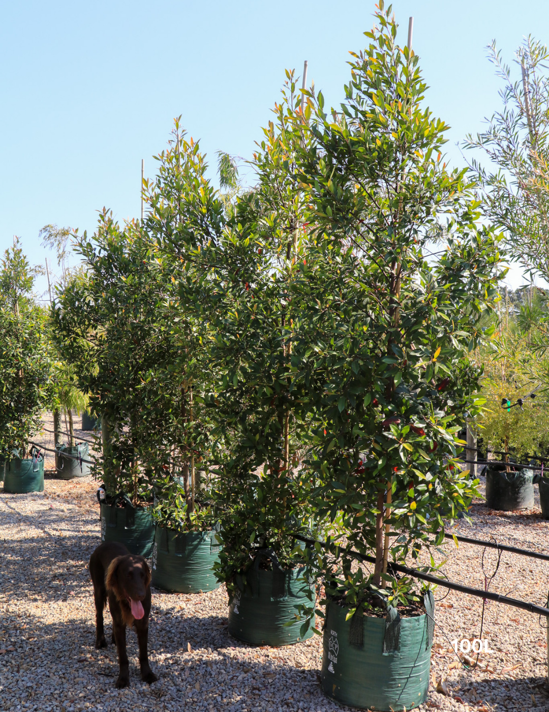 Elaeocarpus reticulatus (Blueberry Ash) - Evergreen Trees Direct