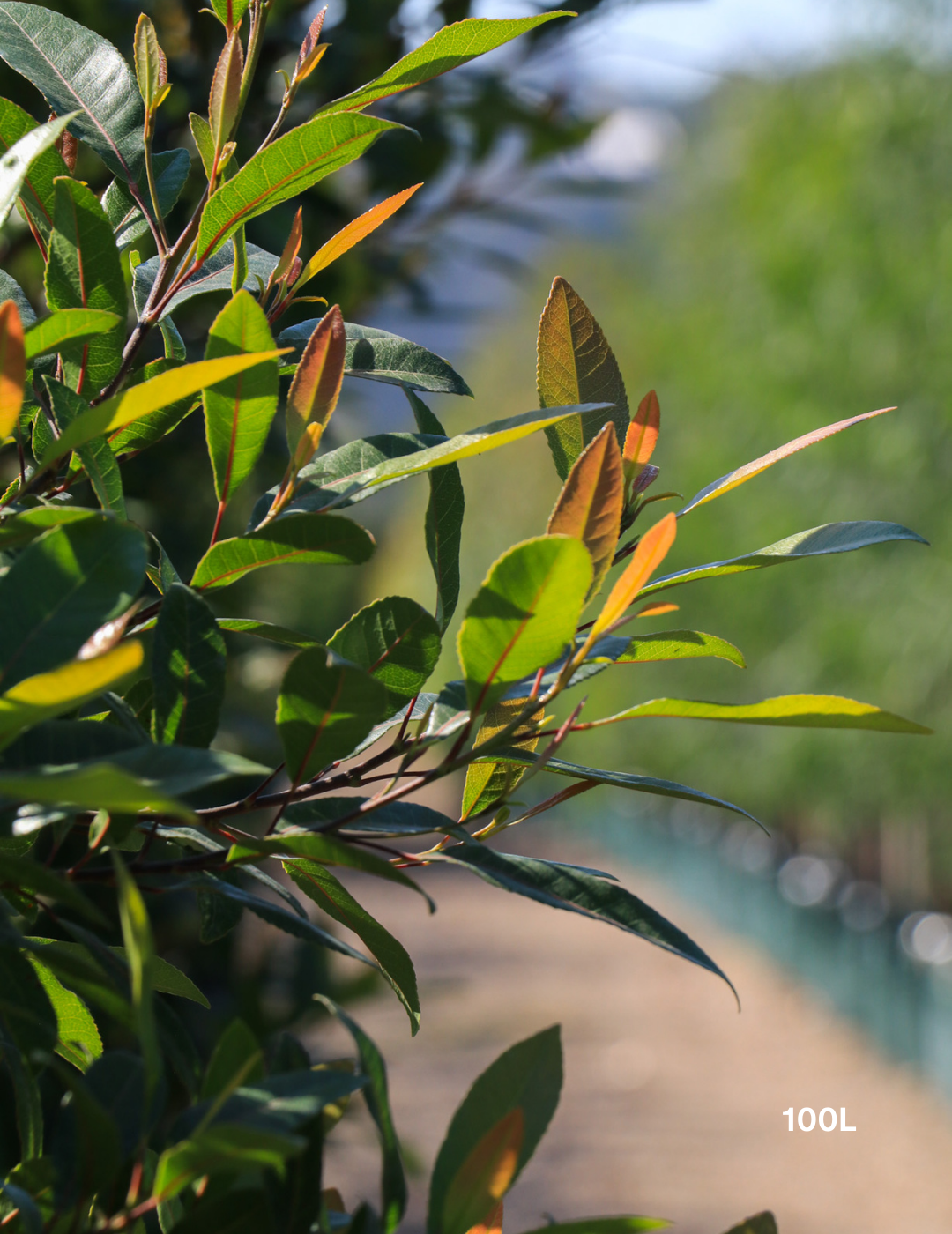 Elaeocarpus reticulatus (Blueberry Ash) - Evergreen Trees Direct