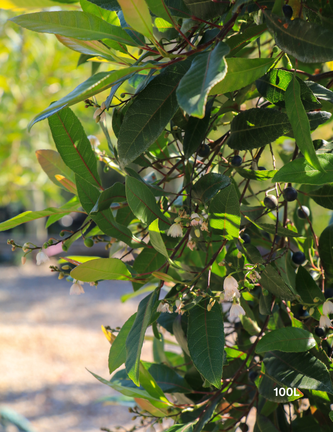 Elaeocarpus reticulatus (Blueberry Ash) - Evergreen Trees Direct