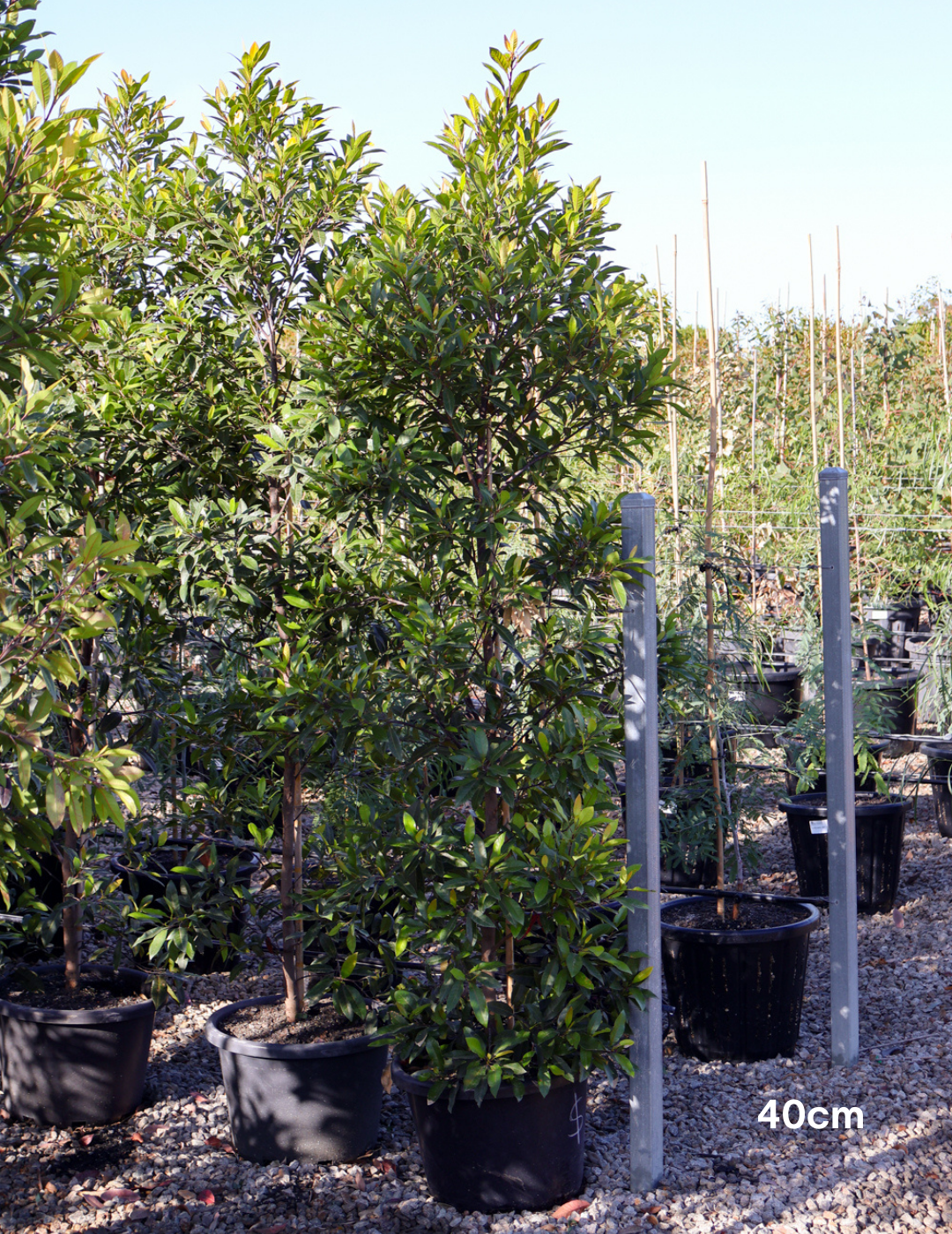 Elaeocarpus reticulatus (Blueberry Ash) - Evergreen Trees Direct