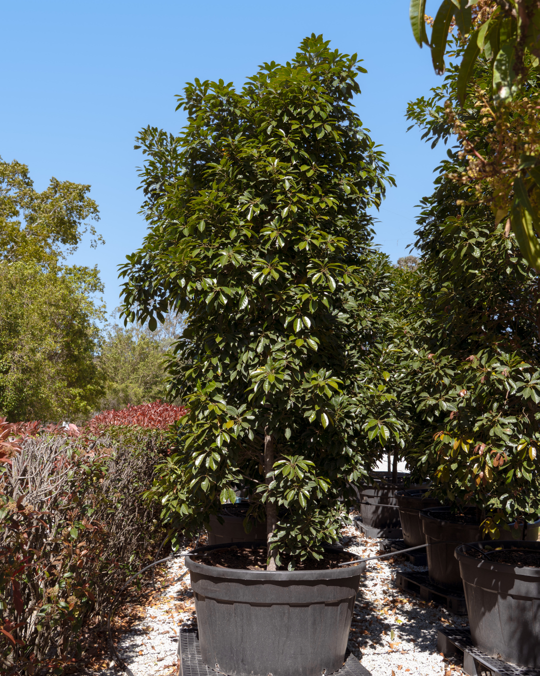 Elaeocarpus eumundi