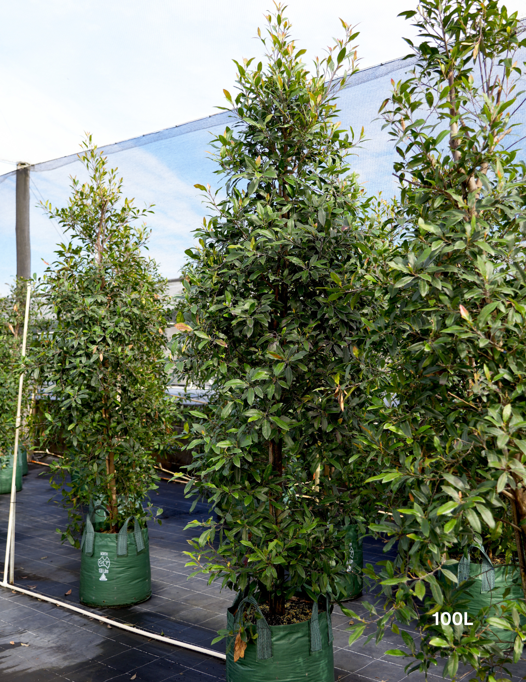 Elaeocarpus reticulatus -Blueberry Ash - Evergreen Trees Direct