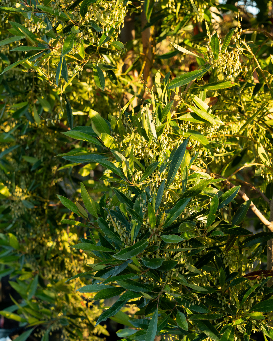 Elaeocarpus reticulatus Blueberry Ash