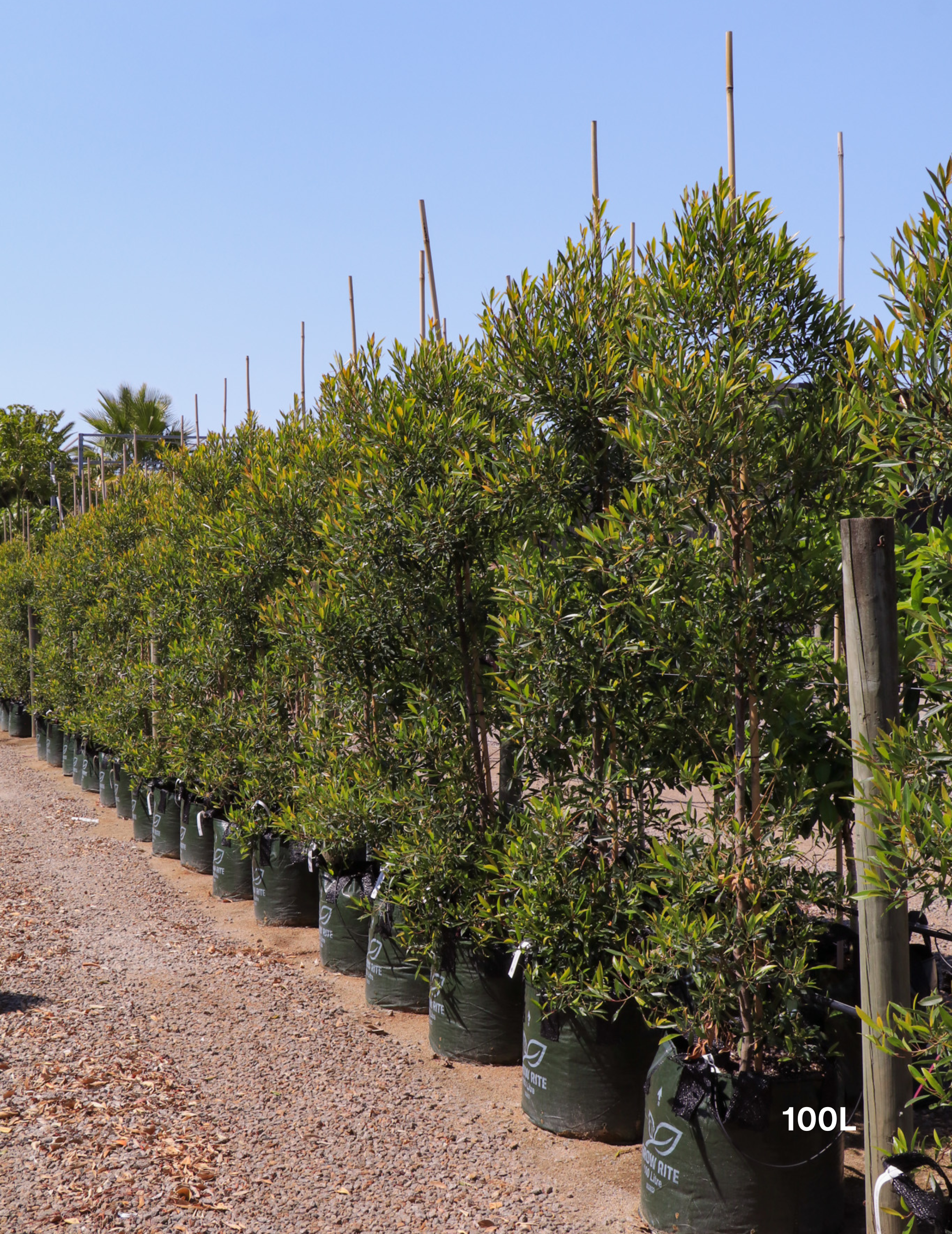 Elaeocarpus Reticulates White - Evergreen Trees Direct