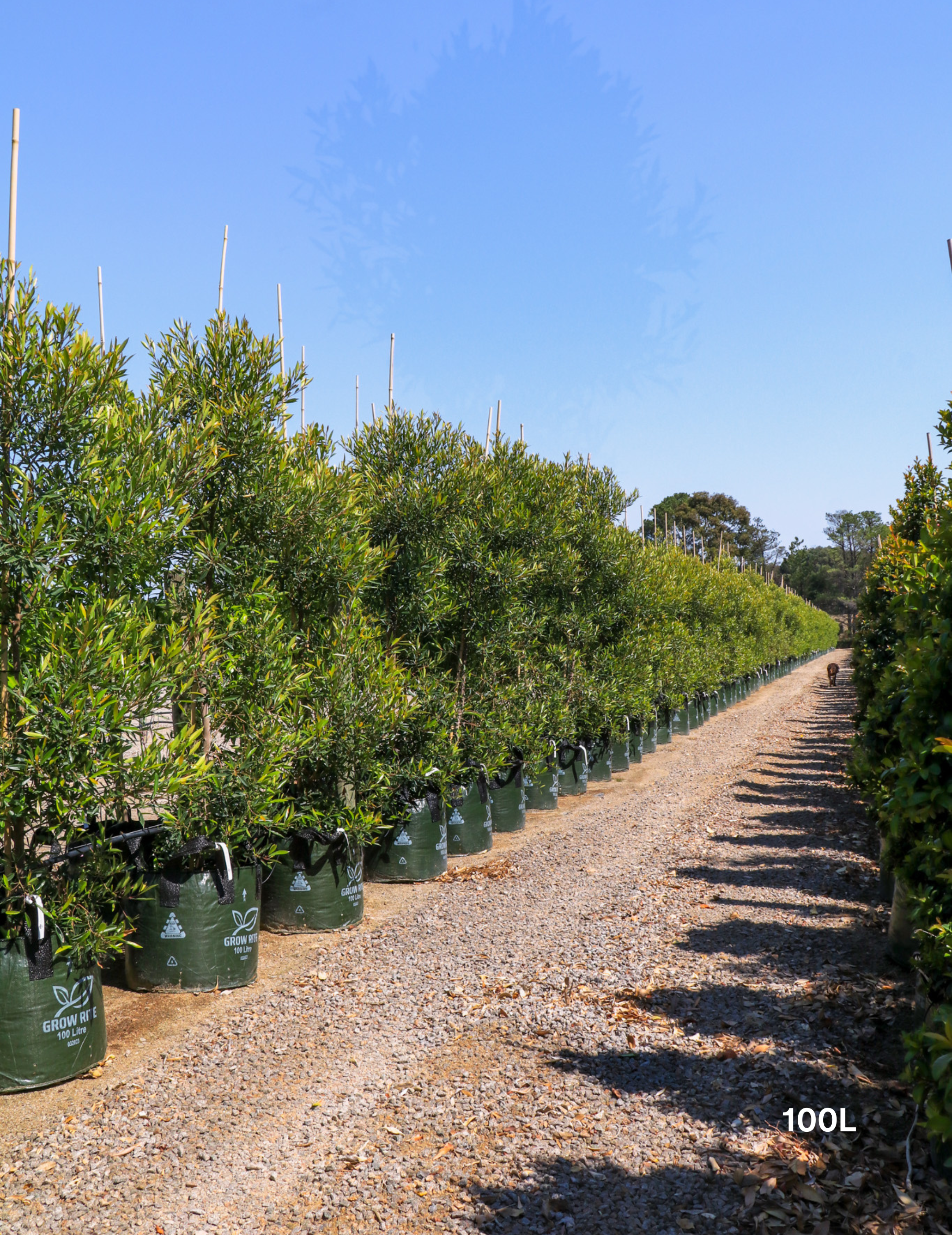 Elaeocarpus Reticulates White - Evergreen Trees Direct