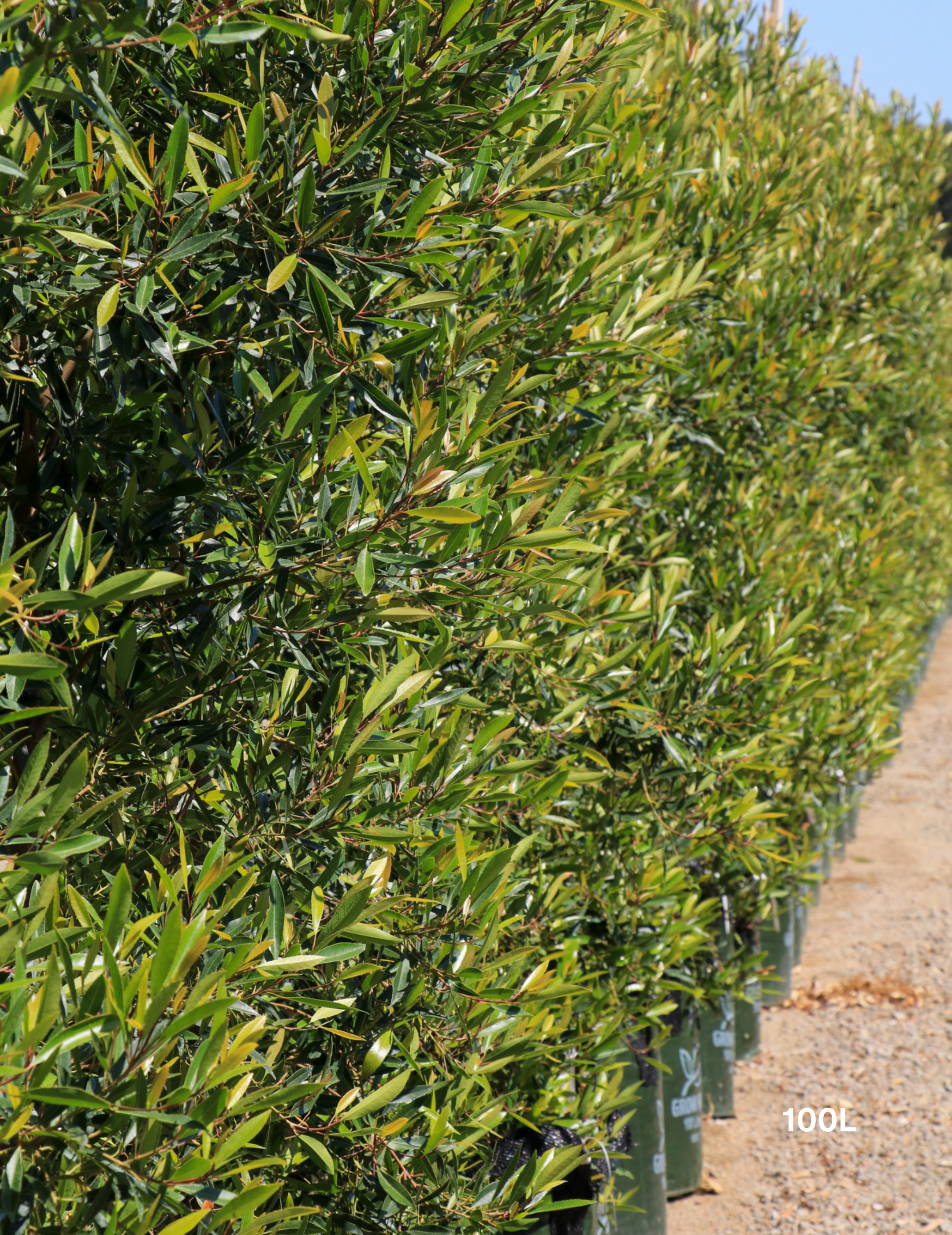 Elaeocarpus Reticulates White - Evergreen Trees Direct