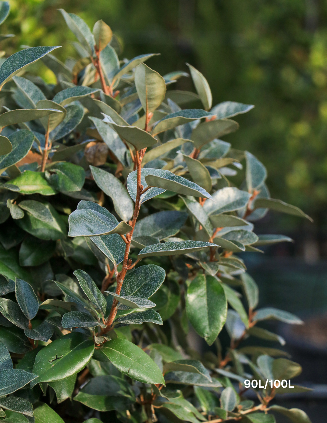 Elaeagnus × ebbingei balls - Evergreen Trees Direct