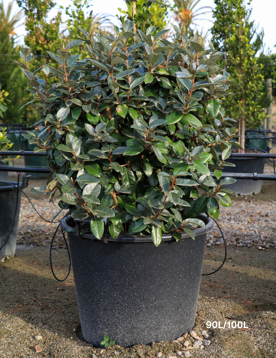 Elaeagnus × ebbingei balls - Evergreen Trees Direct