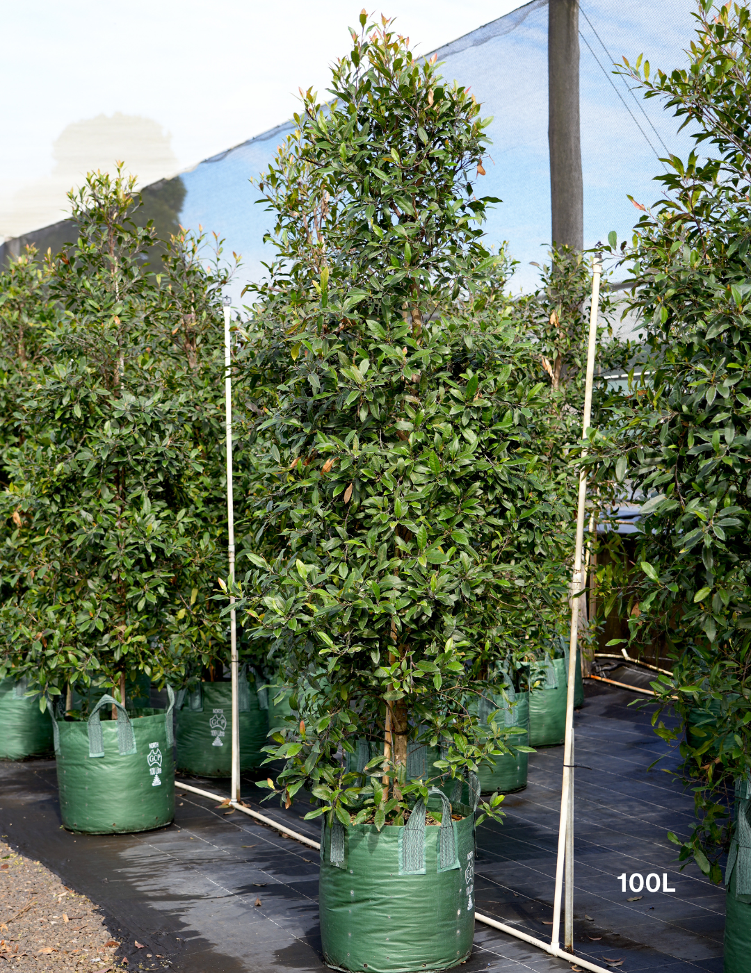 Elaeocarpus reticulatus -Blueberry Ash