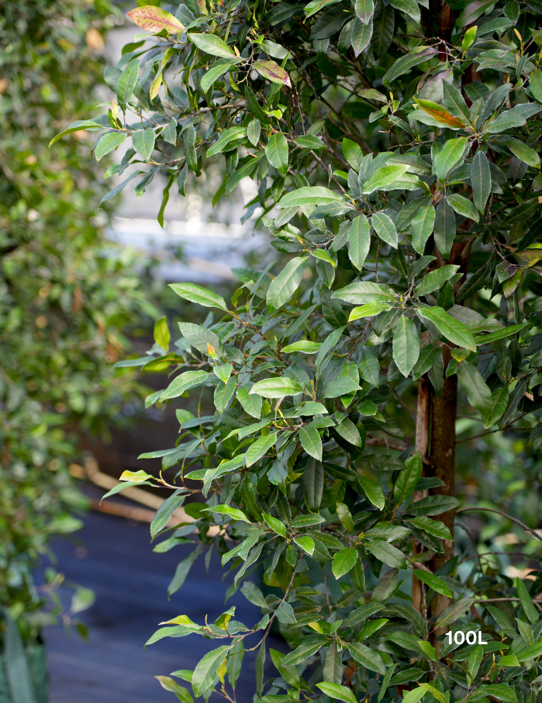 Elaeocarpus reticulatus -Blueberry Ash