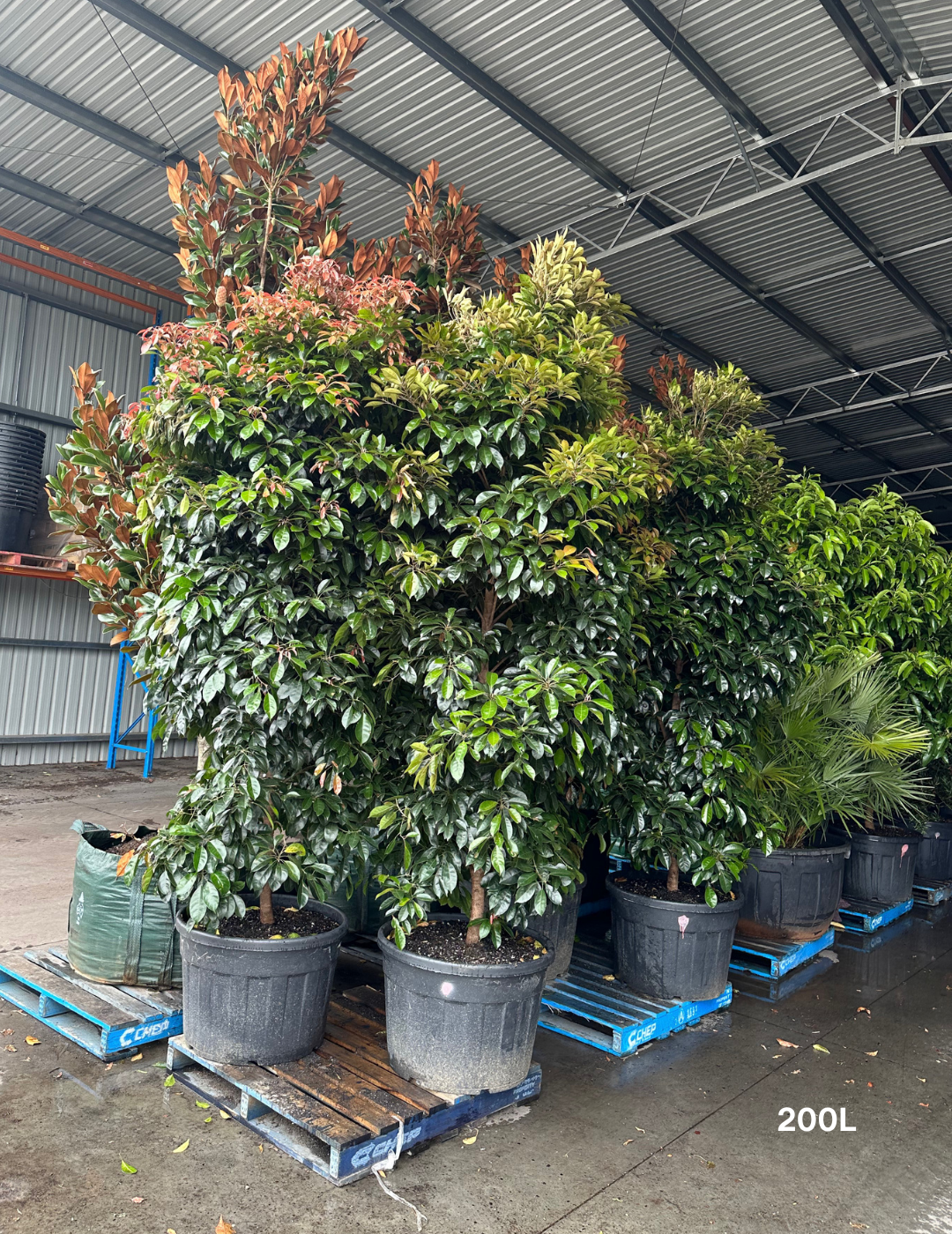 Elaeocarpus Eumundi - Evergreen Trees Direct