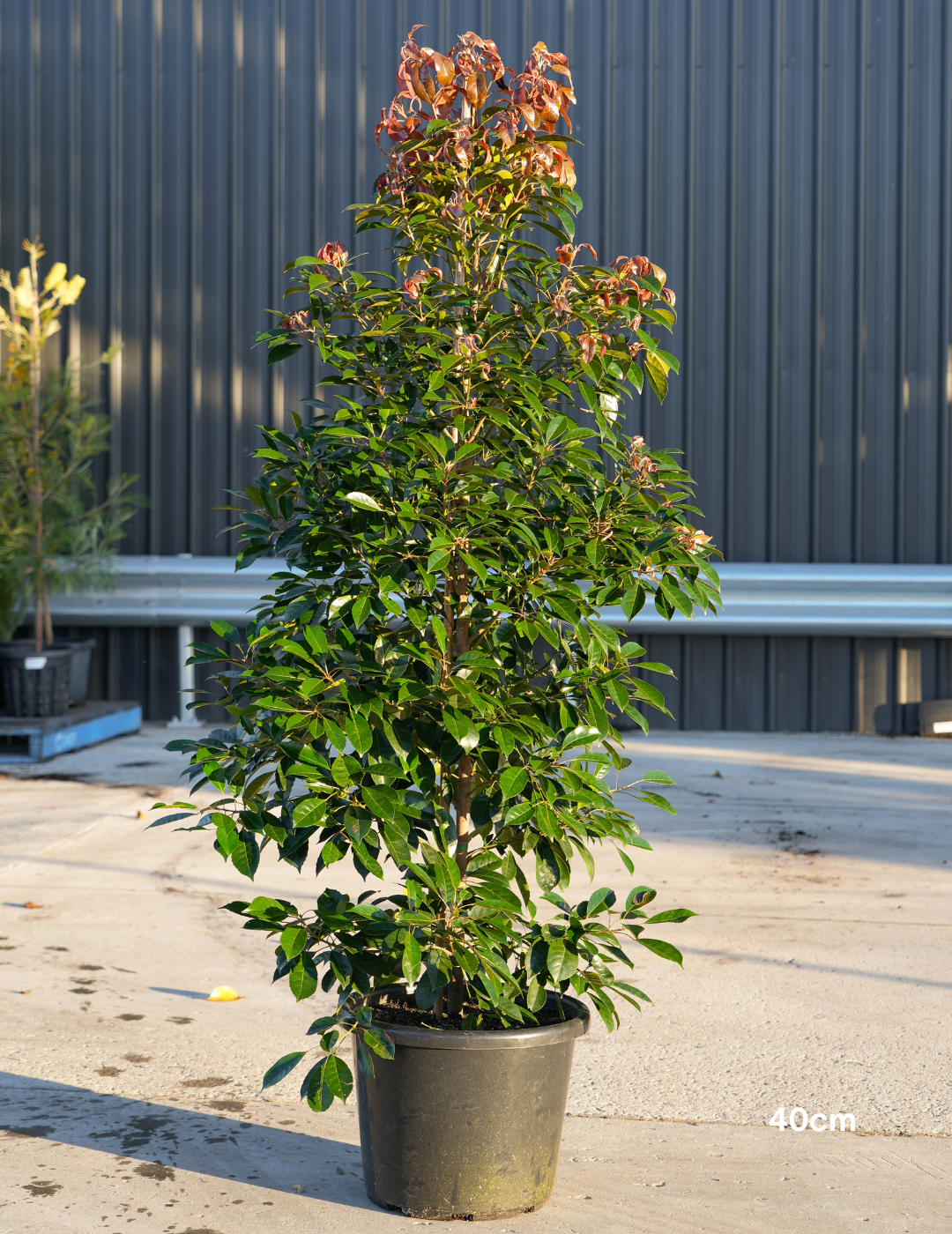 Elaeocarpus Eumundi - Evergreen Trees Direct