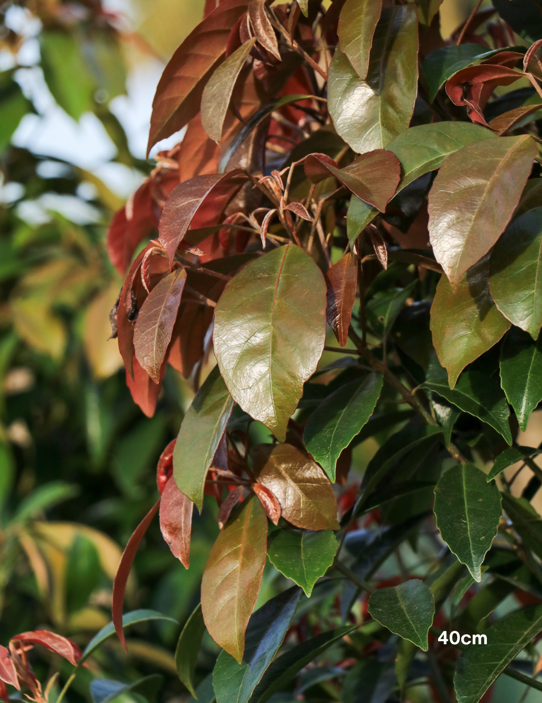 Elaeocarpus Eumundi - Evergreen Trees Direct