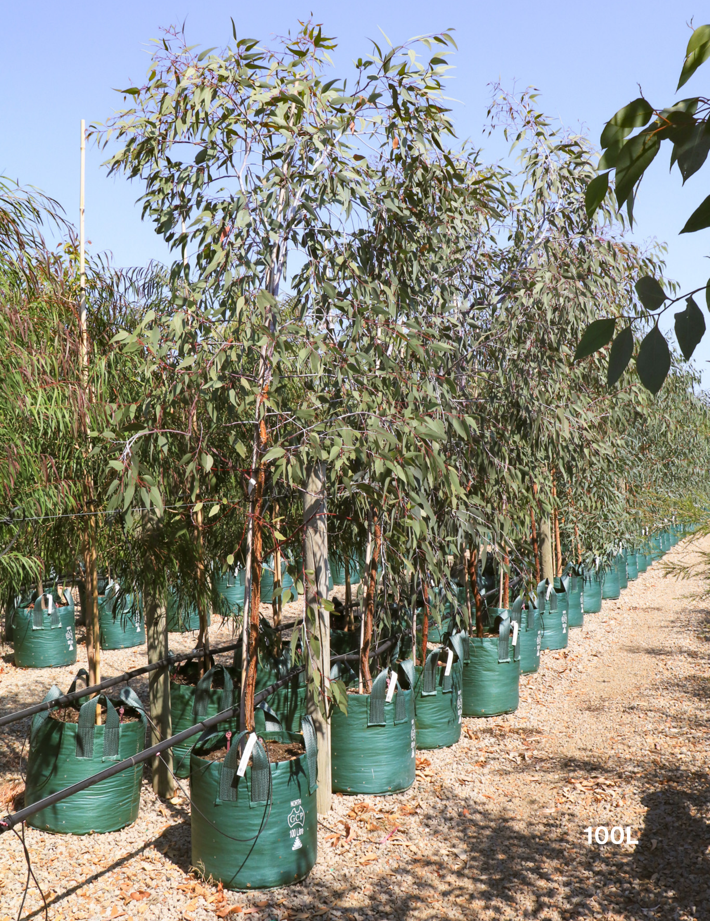 Eucalyptus caesia 'Silver Princess' - Silver Princess Gum - Evergreen Trees Direct