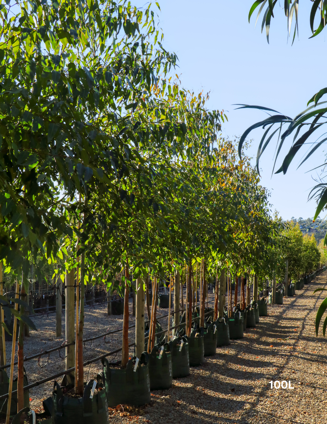 Eucalyptus Grandis - Flooded Gum - Evergreen Trees Direct