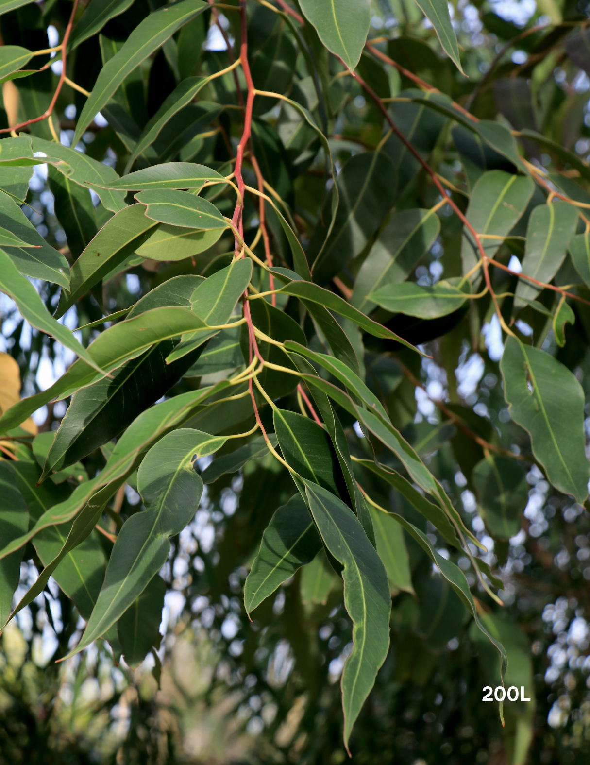 Eucalyptus Grandis - Evergreen Trees Direct