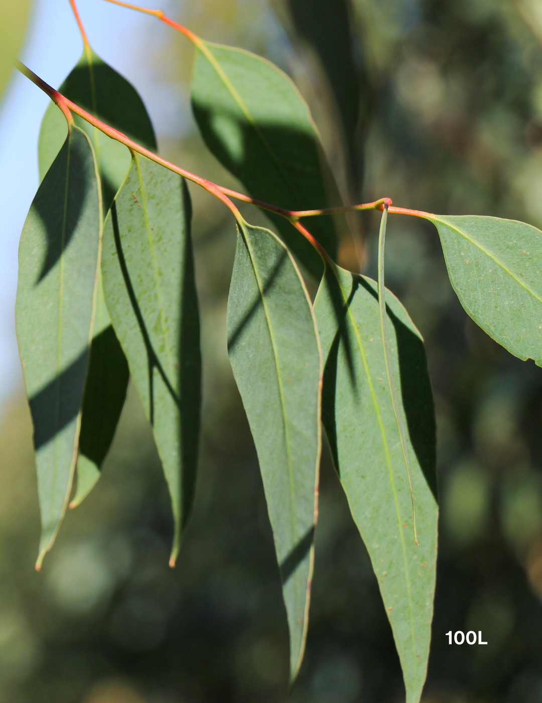 Eucalyptus Microcarpa - Grey Box - Evergreen Trees Direct