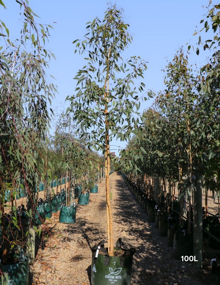 Eucalyptus Microcarpa - Grey Box - Evergreen Trees Direct