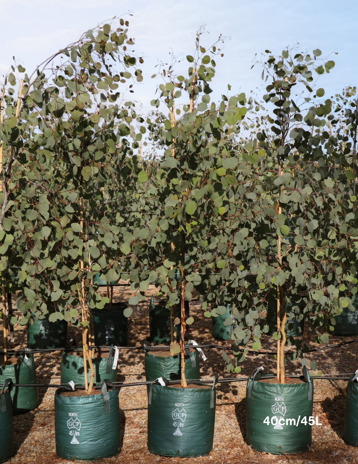Eucalyptus polyanthemos - Evergreen Trees Direct