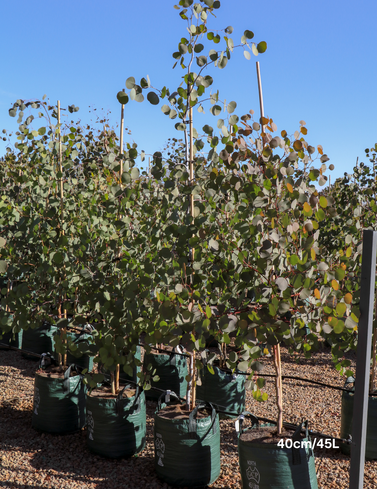 Eucalyptus polyanthemos - Evergreen Trees Direct