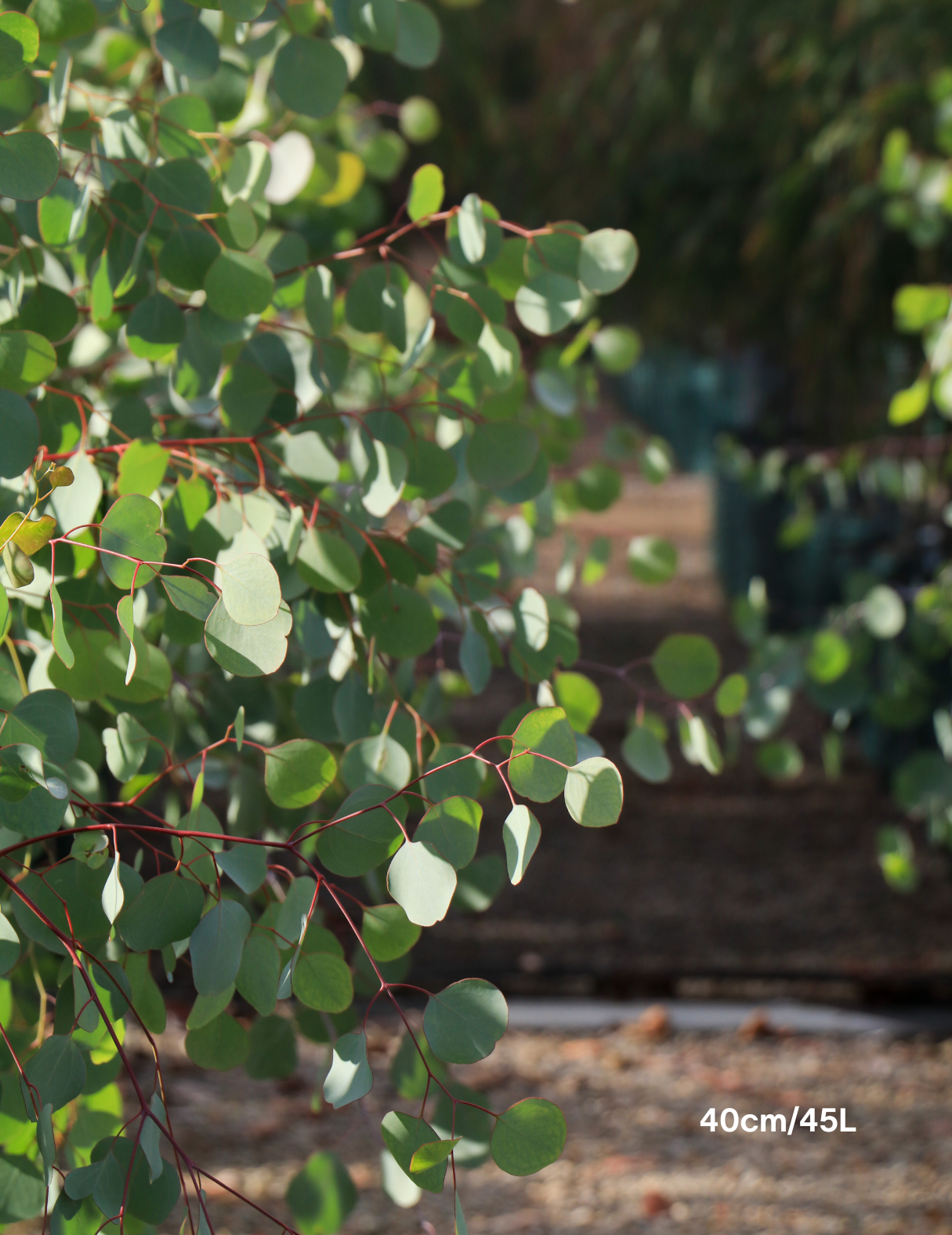 Eucalyptus polyanthemos - Evergreen Trees Direct