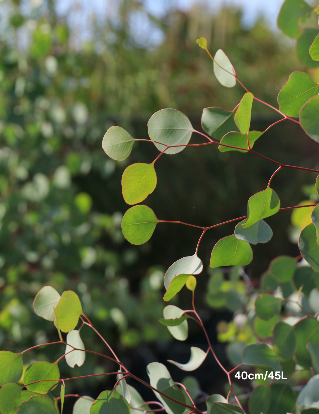 Eucalyptus polyanthemos - Evergreen Trees Direct