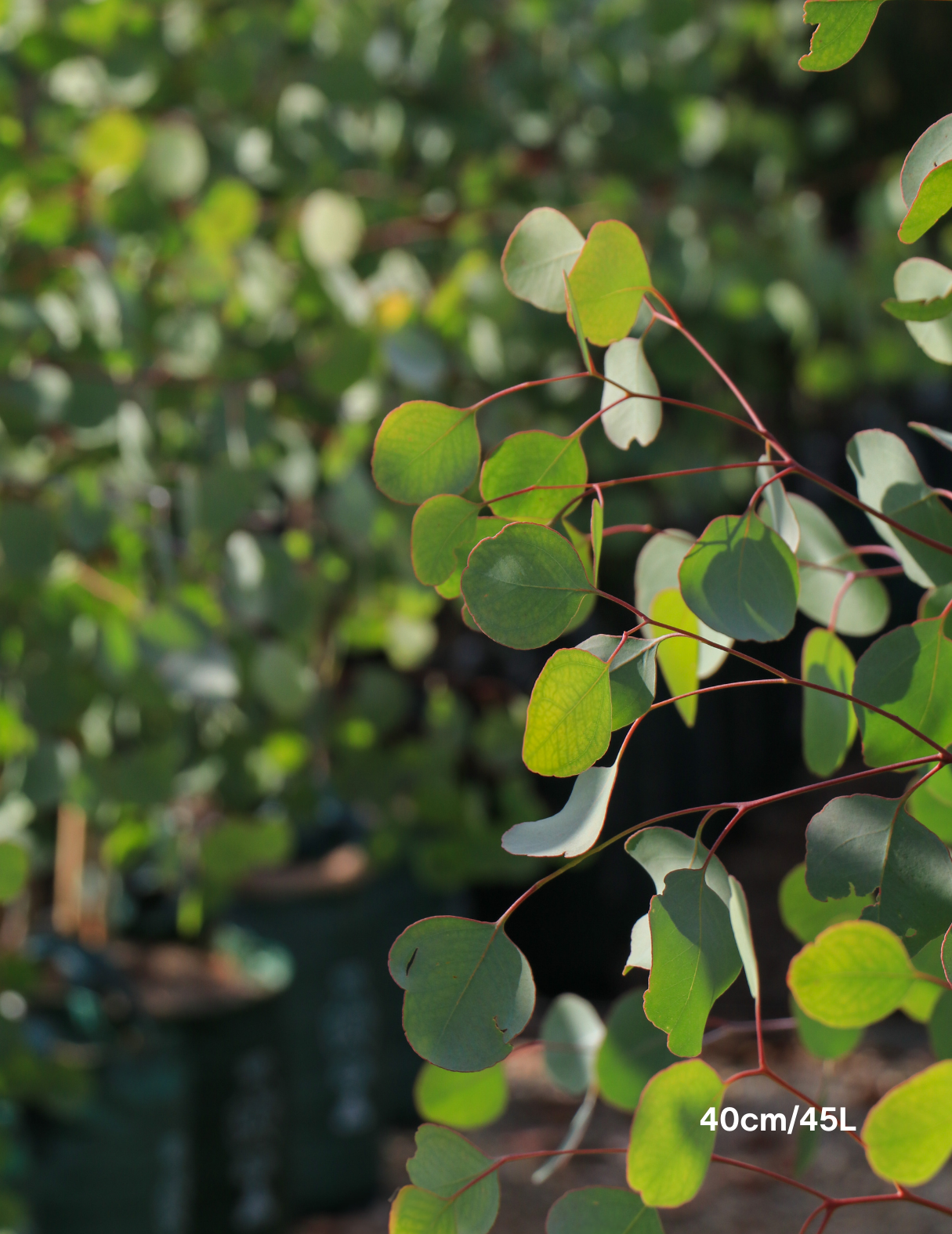 Eucalyptus polyanthemos - Evergreen Trees Direct
