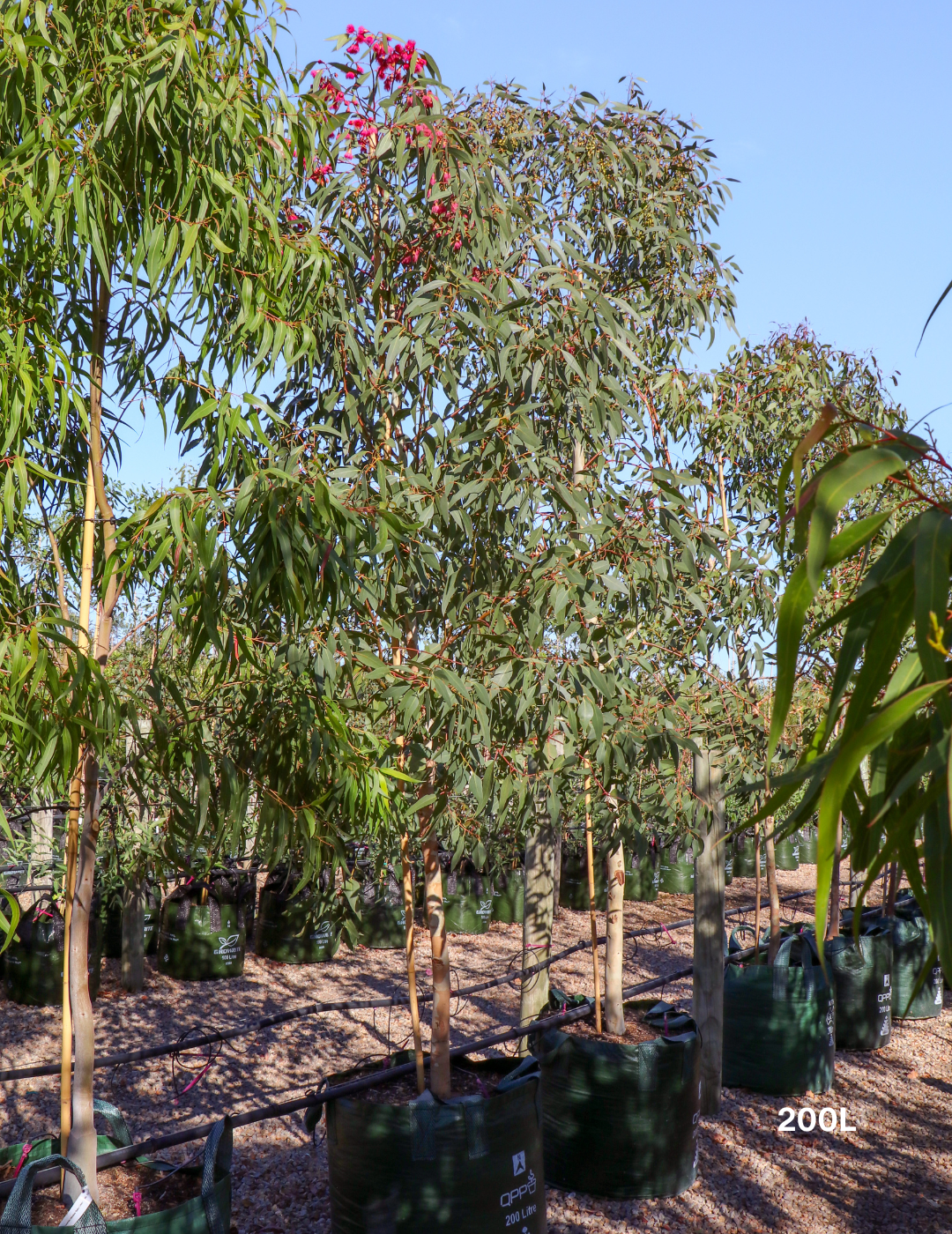 Eucalyptus leucoxylon 'Rosea' (Pink Flowering Yellow Gum) - Evergreen Trees Direct