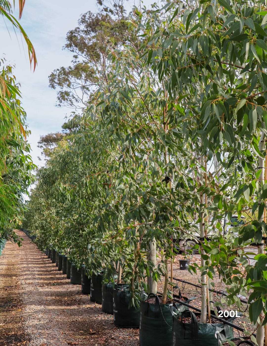 Eucalyptus leucoxylon 'Rosea' (Pink Flowering Yellow Gum) - Evergreen Trees Direct